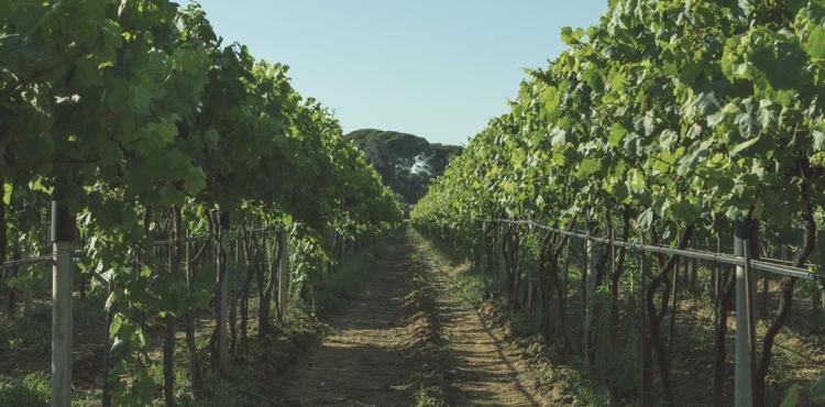 un vigneto in Sardegna un vigneto in Sardegna