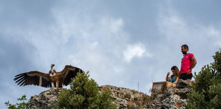 il rilascio di un grifone nell'ambito del progetto Life Safe for Vultures